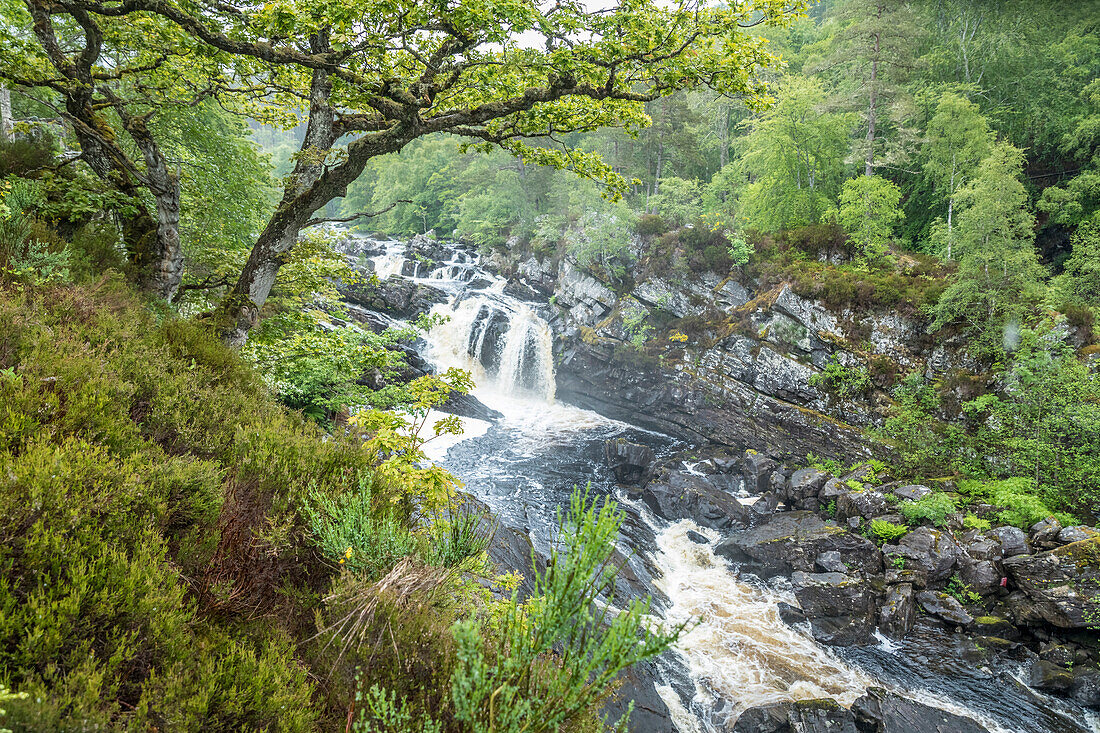 Rogie Falls, Strathpeffer, Highlands, Schottland, Großbritannien