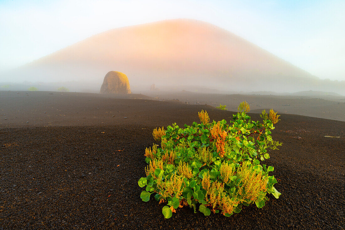 Canary dock (Rumex lunaria) and lava bomb in front of the Caldera Colorada, Parque Natural de Los Volcanes, near Masdache, Lanzarote, Canary Islands, Spain, Europe