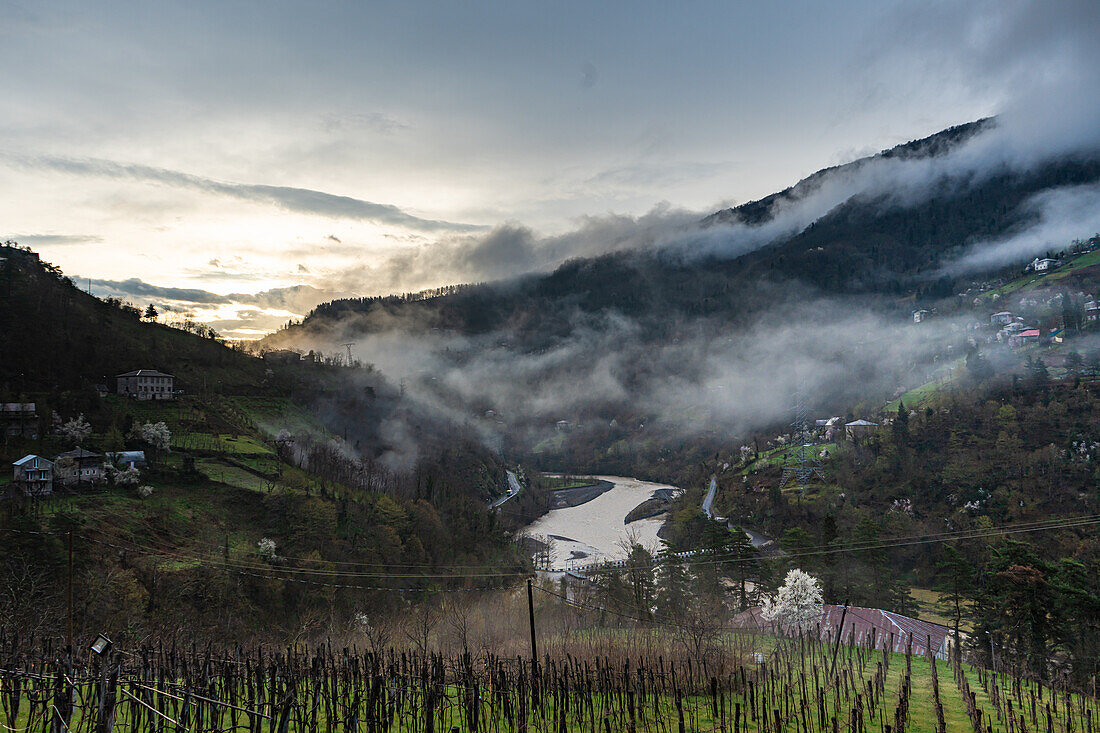 Frühling, Weinberg am Berghang in der Region Adscharien in Georgien