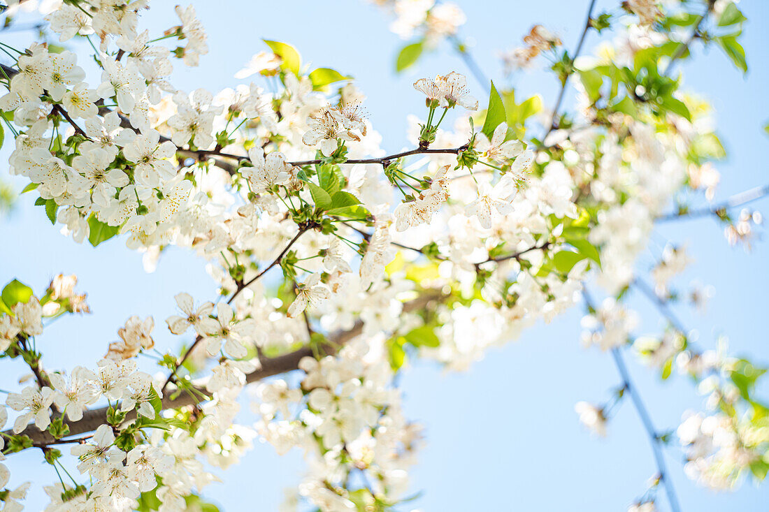Blühender Kirschbaum im Frühlingsgarten