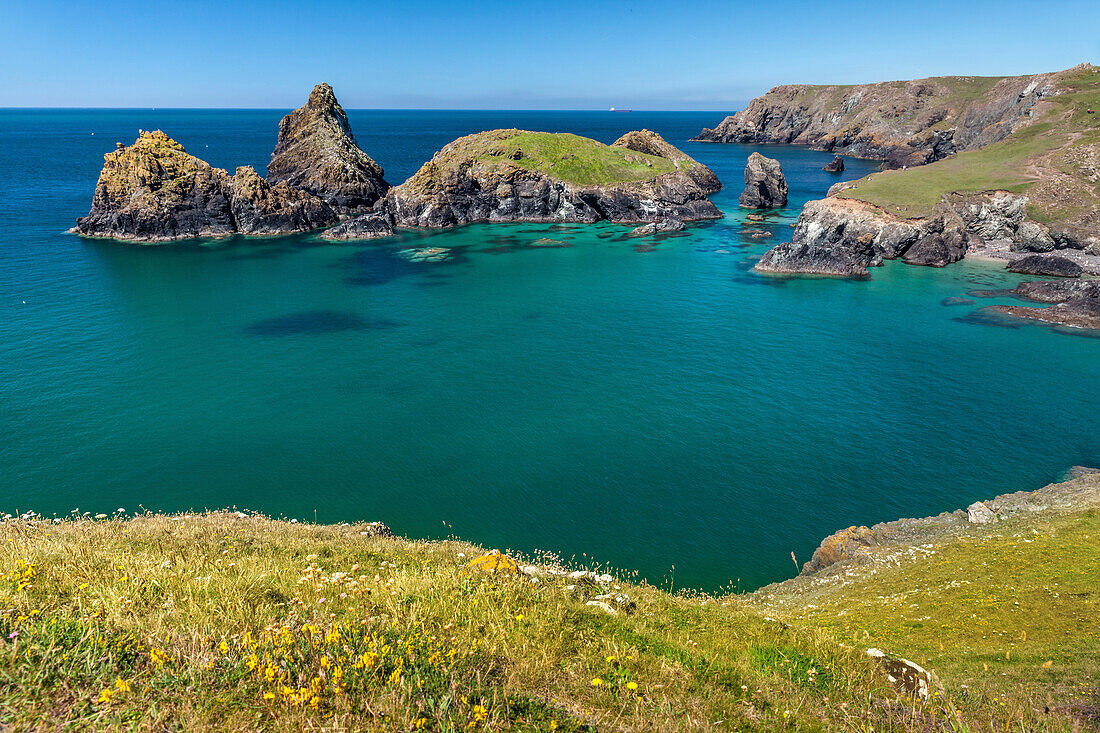 Blick auf die Bucht Kynance Cove, Helston, Lizard Peninsula, Cornwall, England