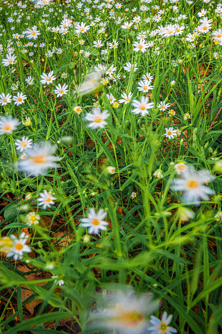 Long exposure of wild daisies (Leucanthemum) in a forest, Jena, Thuringia, Germany