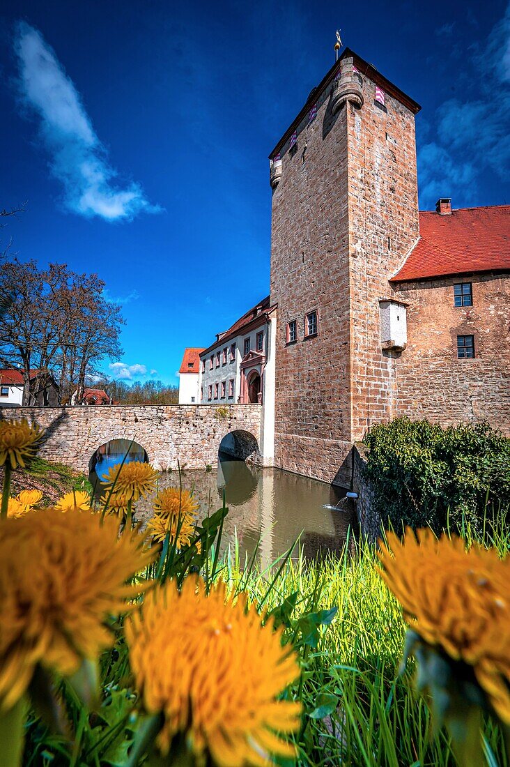 Die Wasserburg Kapellendorf mit Wassergraben, Brücke zum Haupteingang und Löwenzahn im Vordergrund, Kapellendorf, Thüringen, Deutschland