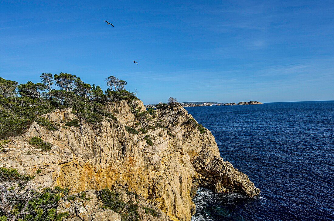 Fliegende Möwen über einer bewaldeten Steilküste bei Paguera, Mallorca, Spanien