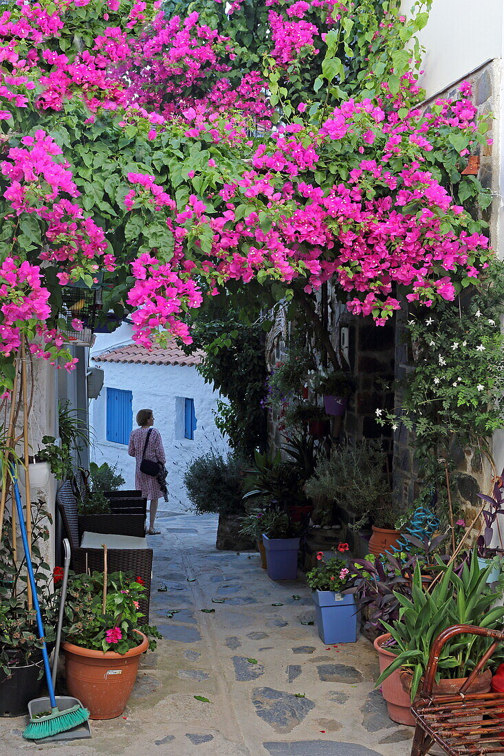 Blumenpracht in einer Gasse von Skopelos Stadt, Insel Skopelos, Nördliche Sporaden, Griechenland