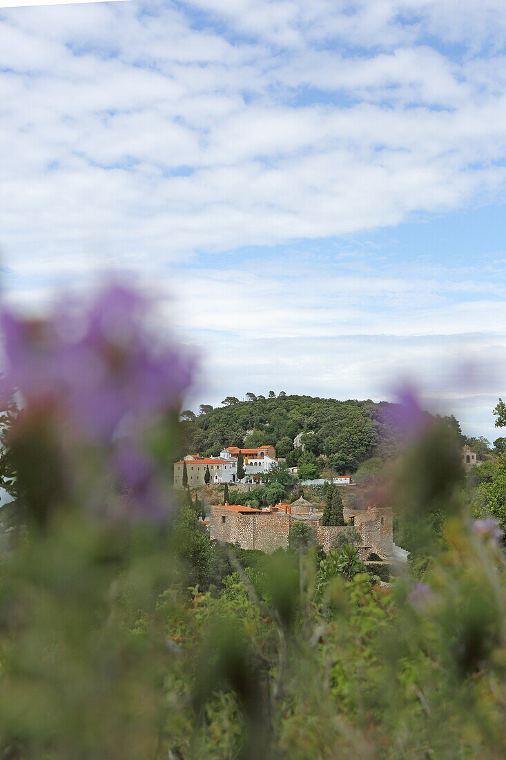 Thymianblüten und im Hintergrund die Klöster Agios Varara und Agios Prodormos auf dem Berg Palouki, Insel Skopelos, Nördliche Sporaden, Griechenland
