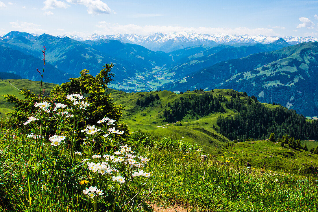 Österreich, Alpengarten, am Kitzbüheler Horn, mit Tauern, Tirol