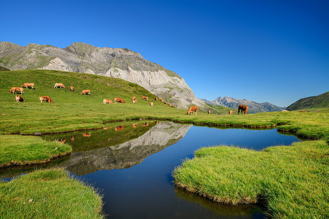 Stiller Bergsee mit weidenden Kühen im Cirque de Troumouse, Gavarnie, Nationalpark Pyrenäen, UNESCO Welterbe Monte Perdido, Pyrenäen, Frankreich
