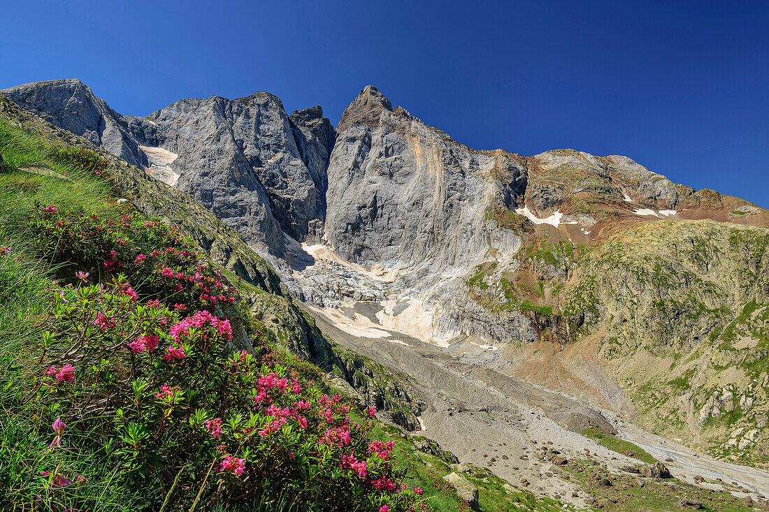 Blühende Almrosen mit Vignemale im Hintergrund, Vallee de Gaube, Gavarnie, Nationalpark Pyrenäen, Pyrenäen, Frankreich