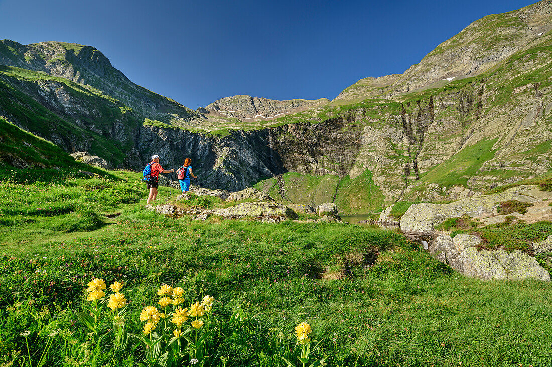 Man and woman hiking through mountain meadow with yellow gentians, at Lac d'39; Isabe, Vallee d'39; Ossau, Pyrenees National Park, Pyrenees, France