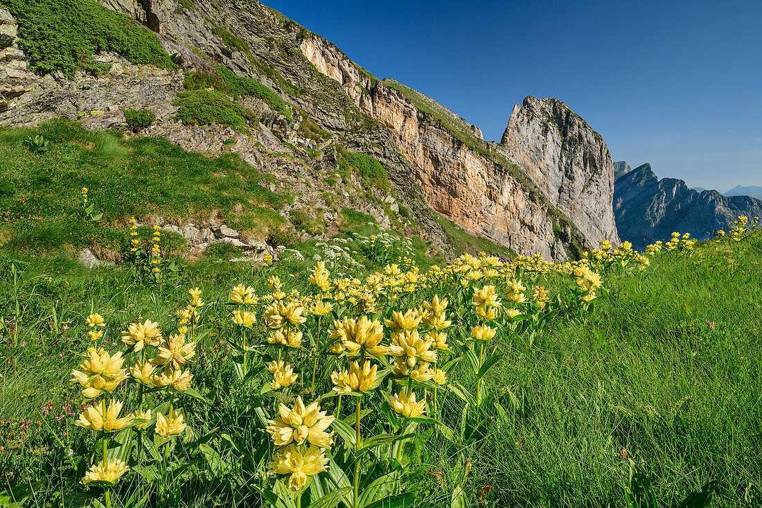 Bergwiese mit gelbem Enzian, Vallee d'Ossau, Nationalpark Pyrenäen, Pyrenäen, Frankreich