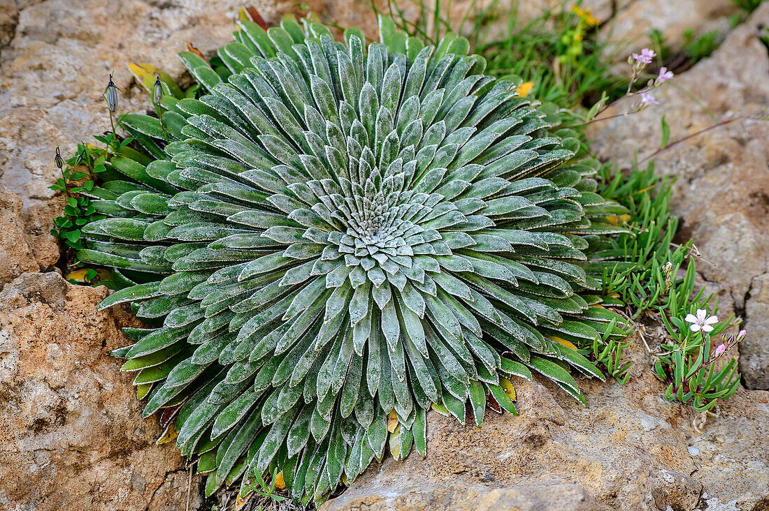 Rosette eines Steinbrech, Circo de Olibon, Pyrenäen, Aragon, Spanien