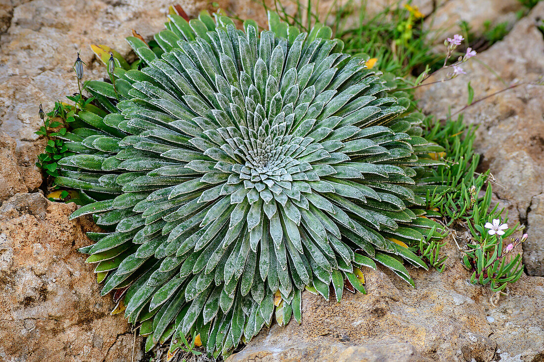 Rosette of a Saxifrage, Circo de Olibon, Pyrenees, Aragon, Spain
