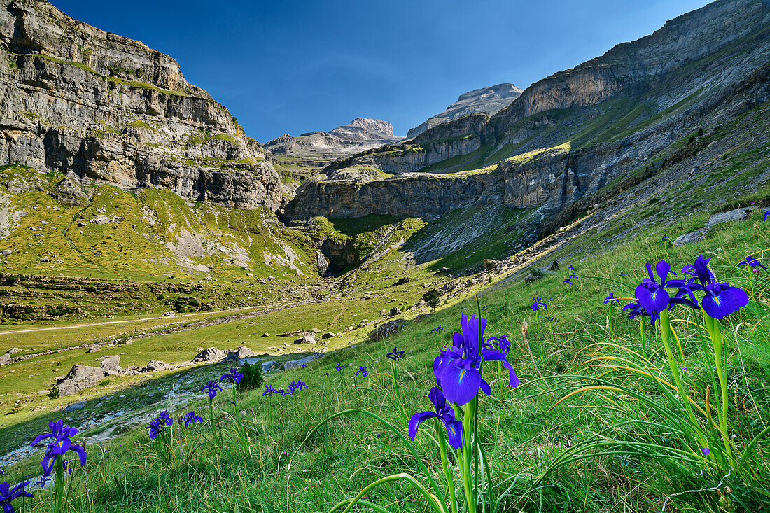 Blue blooming irises in the valley of the Rio Arazas, Monte Perdido in the background, Rio Arazas, Ordesa Valley, Ordesa y Monte Perdido National Park, Ordesa, Huesca, Aragon, Monte Perdido UNESCO World Heritage Site, Pyrenees, Spain