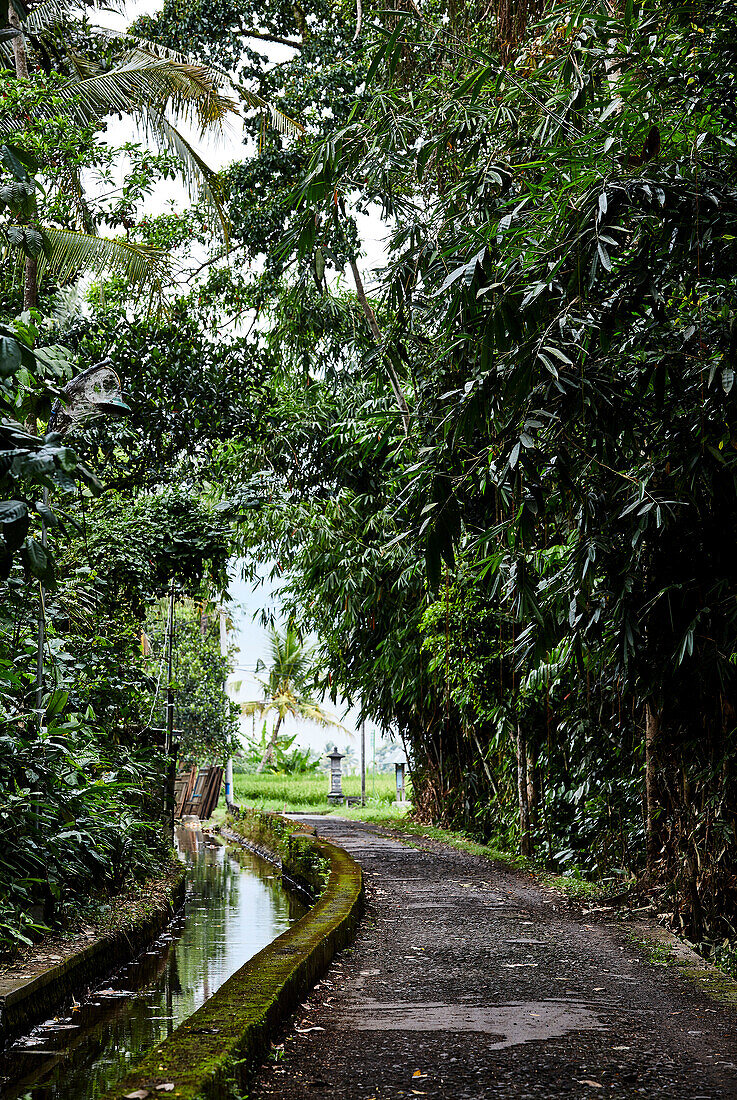 Straße in einem Dorf in Gianyar Bali Indonesien mit Bambus und Palmen, die beide Seiten säumen