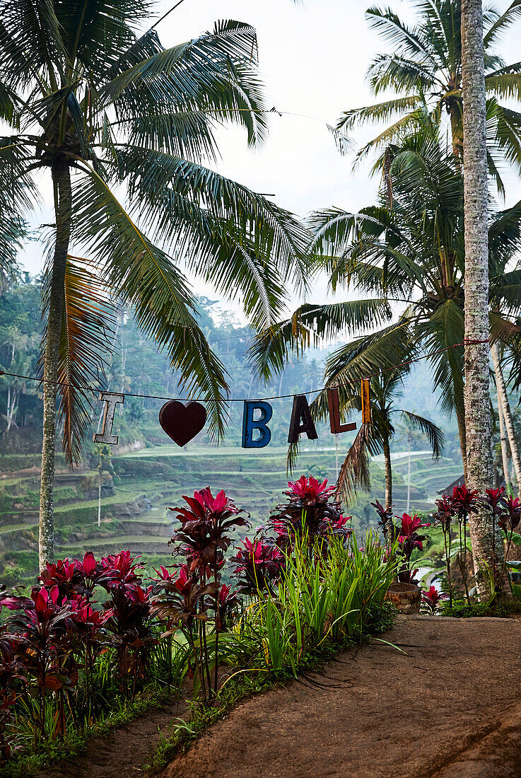 Am frühen Morgen auf den Reisterrassen von Tegallalang, Ubud Bali Indonesien