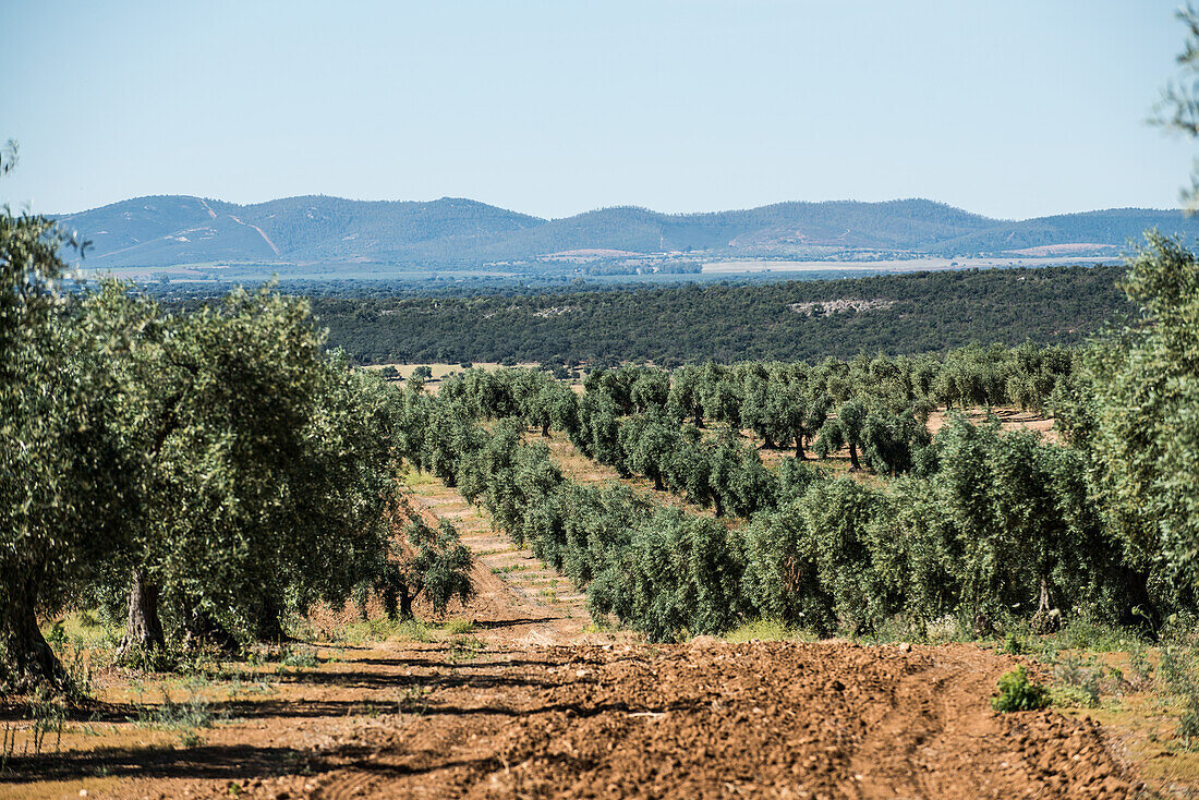 Olive trees, Extremadura, Spain