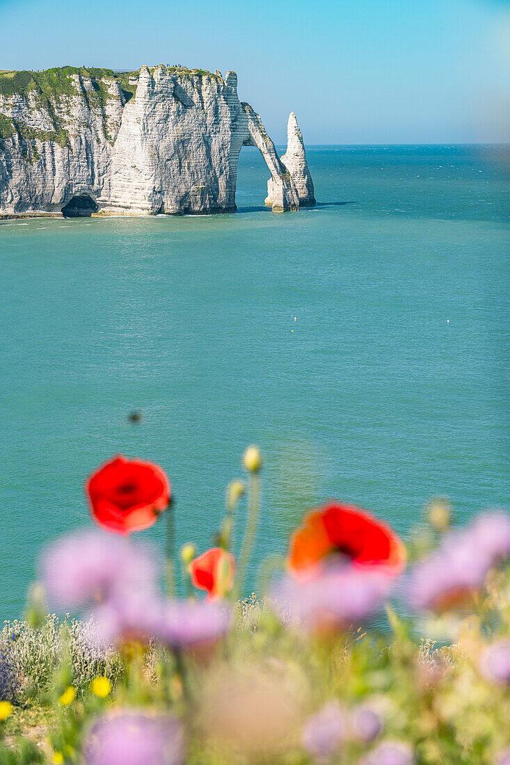 Blick auf die Kreidefelsen mit Wildblumen im Vordergrund,  Etretat, Normandie, Frankreich