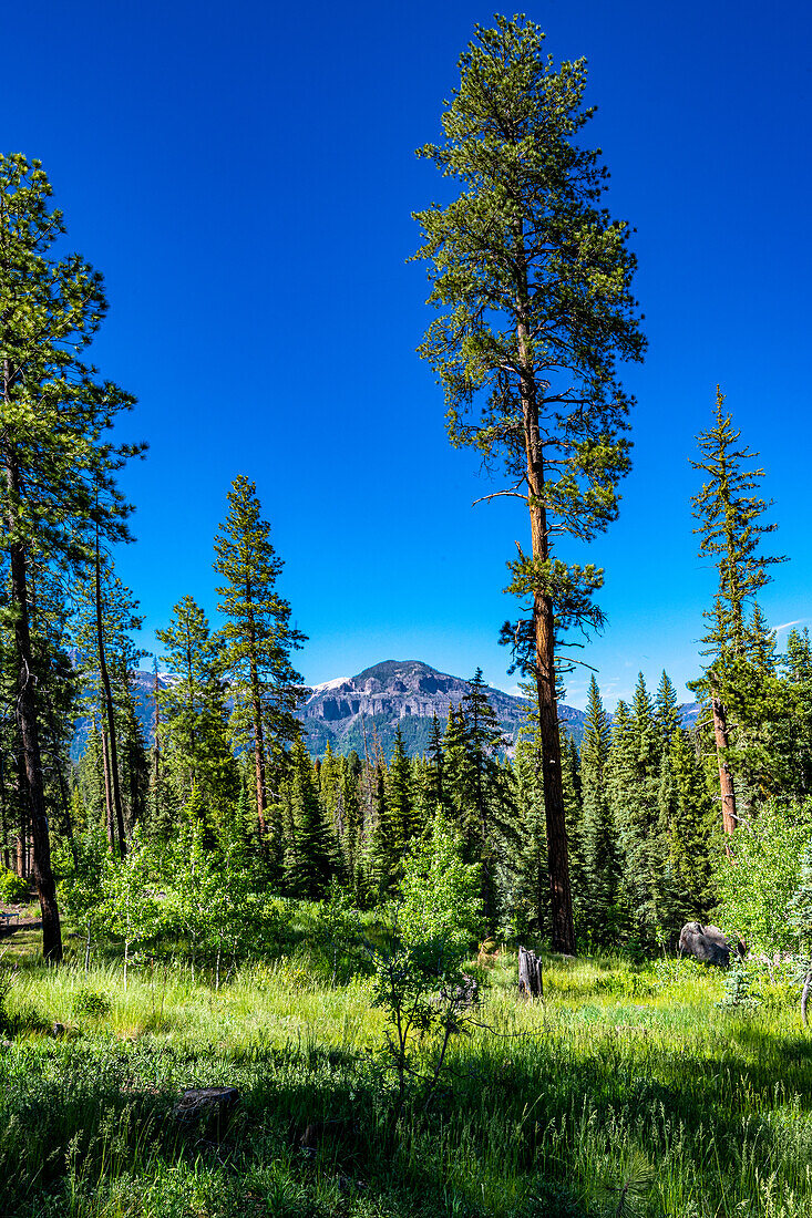 Landschaft am Stausee Williams Creek Reservoir,  San Juan National Forest, zwischen Pagosa Springs und Lake City, Rocky Mountains, Colorado, USA