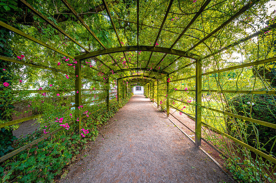 Rosenspalier im Schlosspark der Dornburger Schlösser bei Jena, Dornburg-Camburg, Thüringen, Deutschland