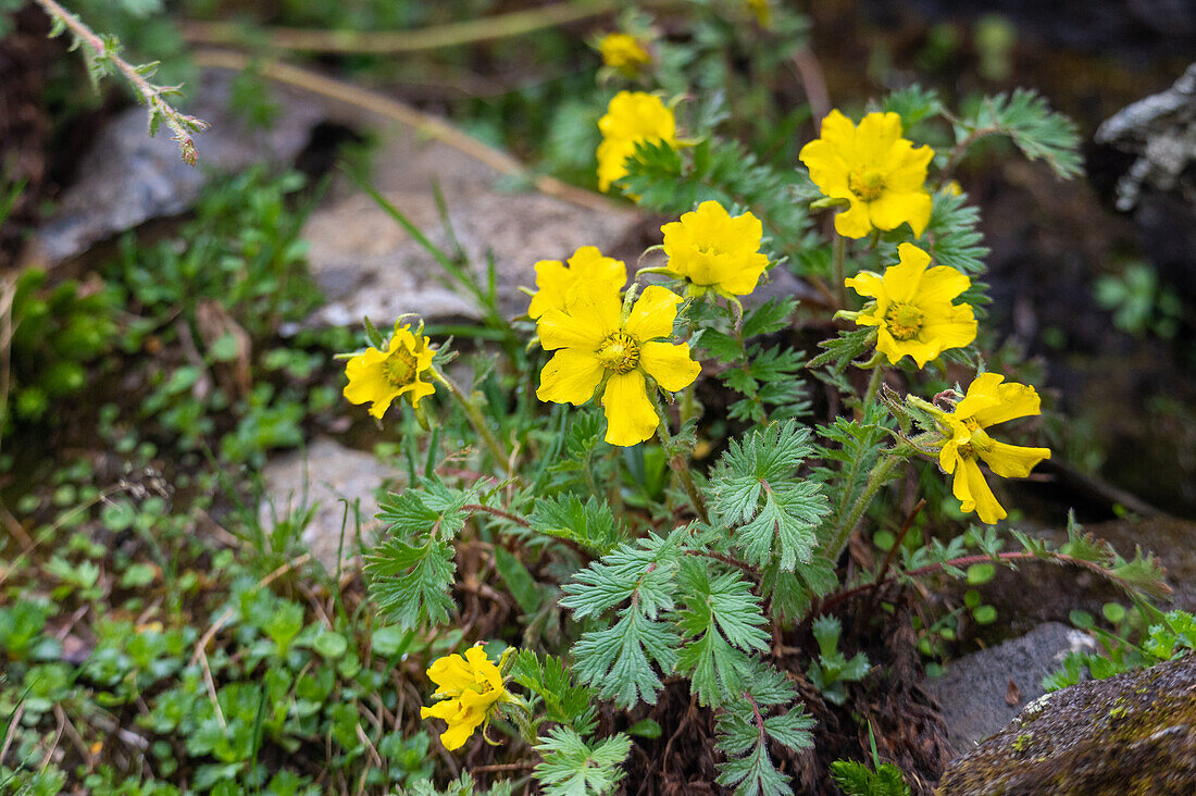 Kriechende Nelkenwurz, Gletscher-Petersbart (Geum reptans) auf alpinen Matten, Nationalpark Hohe Tauern, Pinzgau, Salzburg, Österreich