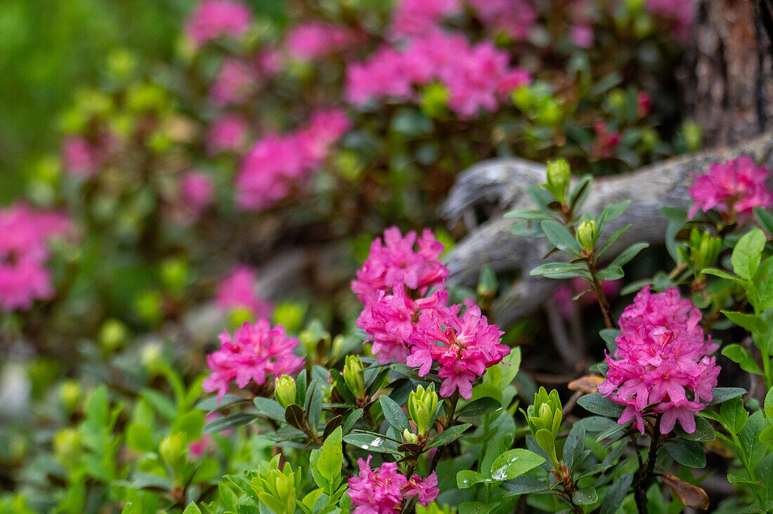 Hairy alpine rose (Rhododendron hirsutum)