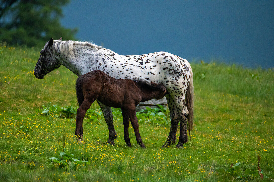 Horses on the Alm, Kolm-Saigurn, Rauris Valley, Hohe Tauern National Park, Pinzgau, Salzburg, Austria