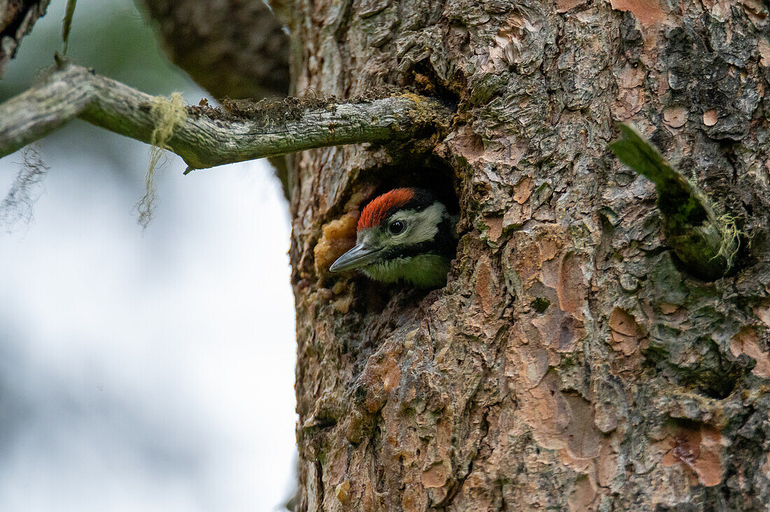 Junger Buntspecht (Dendocopus major) in Baumhöhle in Nadelbaum im Rauriser Urwald, Nationalpark Hohe Tauern, Salzburg, Österreich