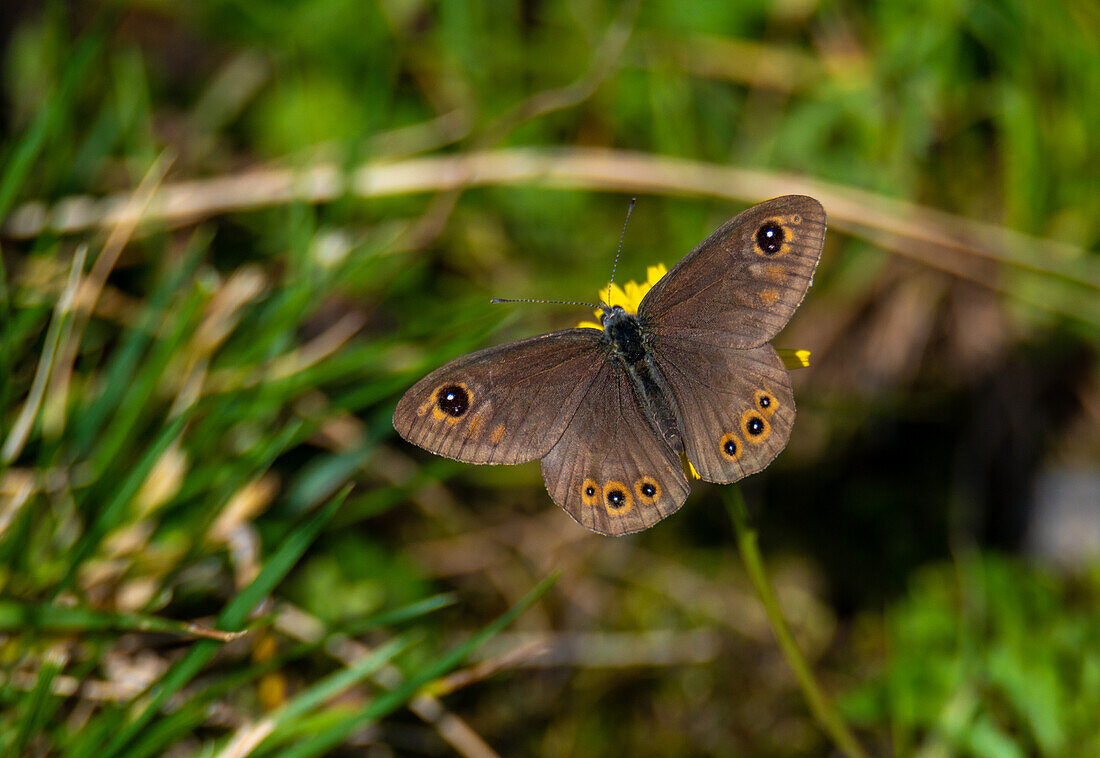 Braunscheckauge (Lasiommata petropolitana) im alpinen Mischwald, Fuß des Hoher Göll, Salzburg, Österreich