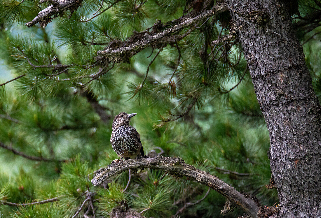 Tannenhäher (Nucifraga caryicatactes) im alpinen Nadelwald, Raurisertal, Nationalpark Hohe Tauern, Pinzgau, Salzburg, Österreich