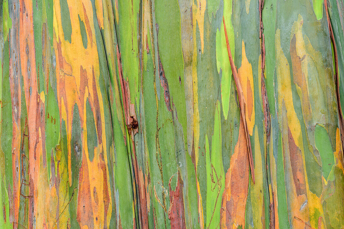 Variegated trunk of a Eucalyptus tree, Myrtaceae / Eucalyptus deglupta, Botanic Gardens, Durban, South Africa