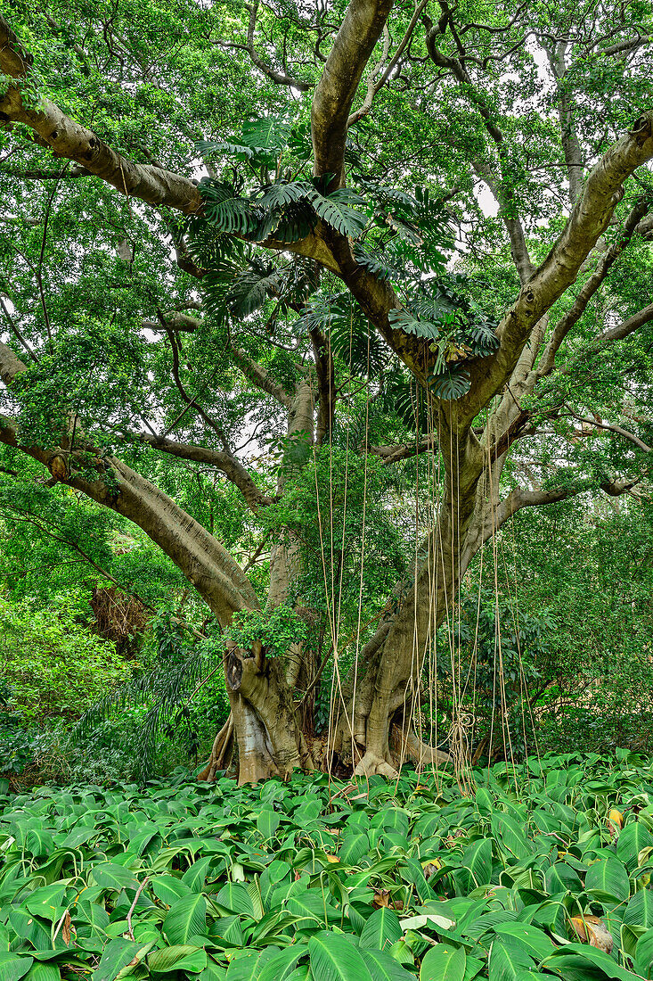 Tropical jungle in the Botanic Gardens, Durban, South Africa