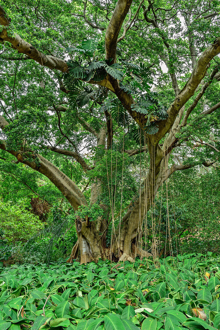Tropischer Urwald im Botanischen Garten, Durban, Südafrika