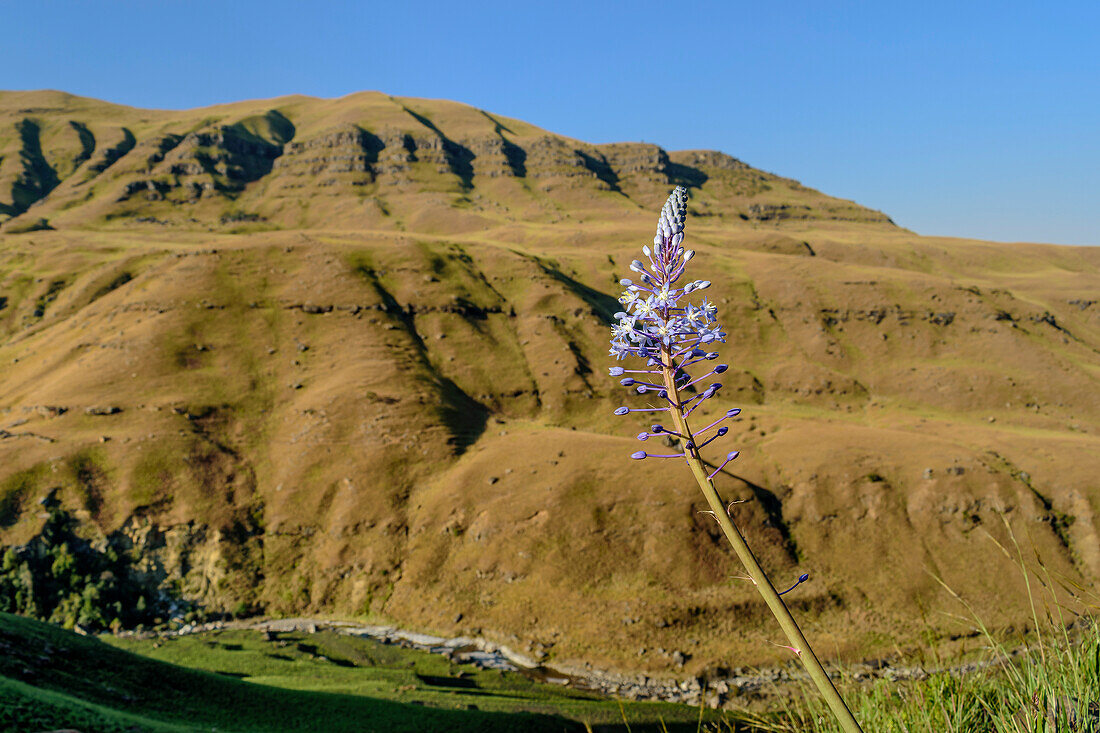 Purple flowering Watsonia with Drakensberg Mountains in the background, Lotheni, Drakensberg Mountains, Kwa Zulu Natal, Maloti-Drakensberg World Heritage Site, South Africa