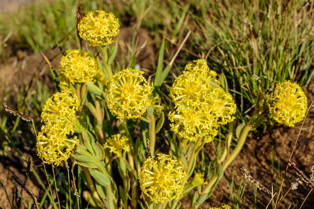 Yellow flowering daphne, Lesser Yellow-head, Lasiosiphon kraussiana, Lotheni, Drakensberg, Kwa Zulu Natal, Maloti-Drakensberg UNESCO World Heritage Site, South Africa