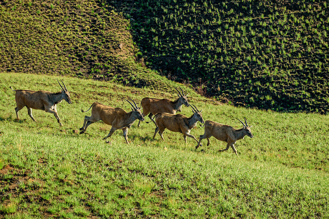Escaping eland antelopes, Lotheni, Drakensberg Mountains, Kwa Zulu Natal, Maloti-Drakensberg World Heritage Site, South Africa