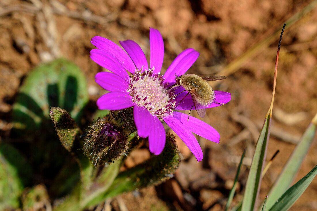 Purple flowering Cape Daisies, Osteospermum, Valley View, Lotheni, Drakensberg Mountains, Kwa Zulu Natal, Maloti-Drakensberg World Heritage Site, South Africa