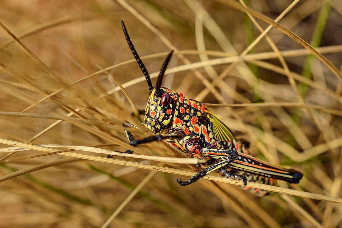 Heuschrecke, Caelifera, Valley View, Lotheni, Drakensberge, Kwa Zulu Natal, Maloti-Drakensberg, Südafrika