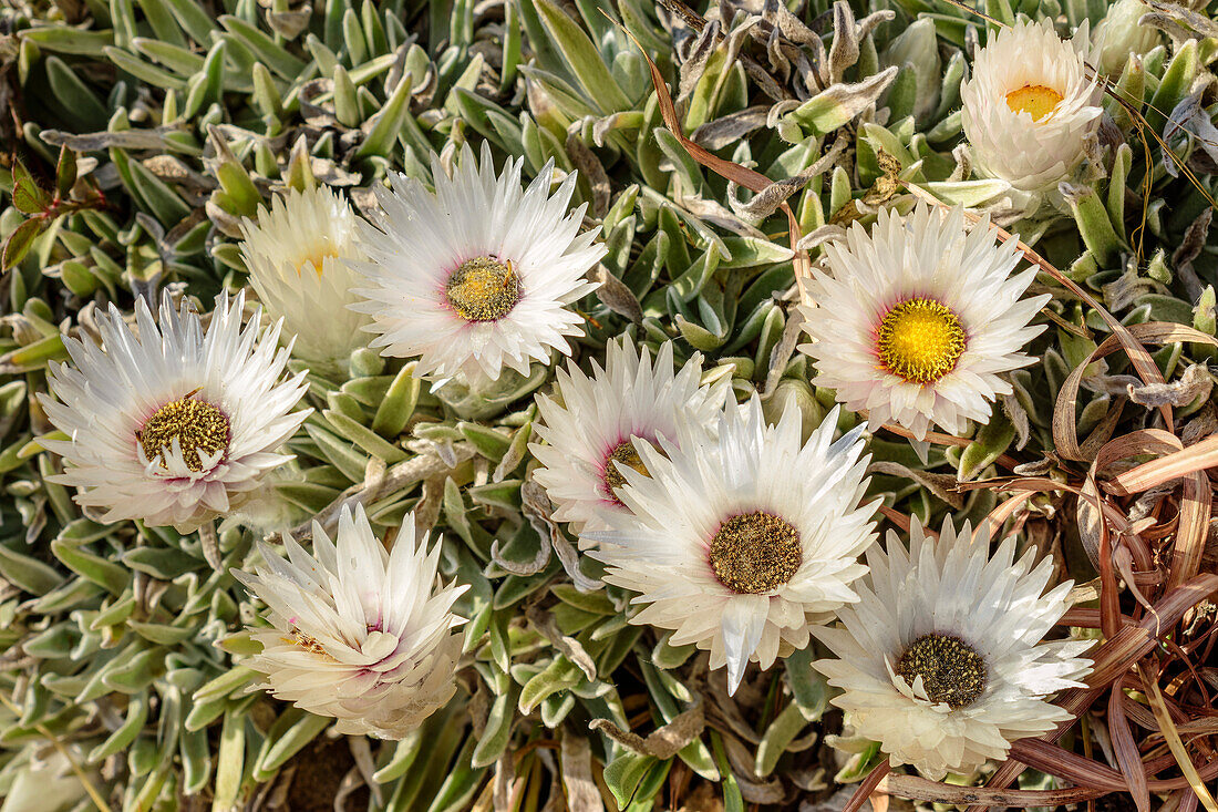 Weiß blühende Strohblume, Langalibalele Ridge, Giant's Castle, Drakensberge, Kwa Zulu Natal, Maloti-Drakensberg, Südafrika