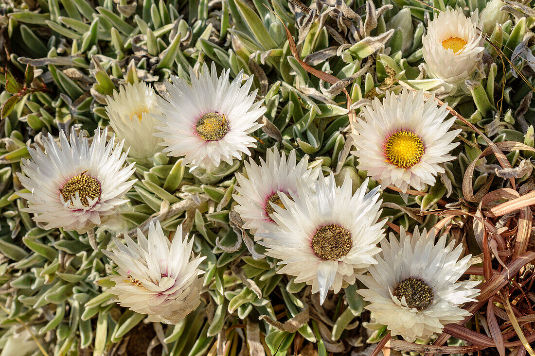 White helichrysum flowering, Langalibalele Ridge, Giant's Castle, Drakensberg Mountains, Kwa Zulu Natal, Maloti-Drakensberg World Heritage Site, South Africa