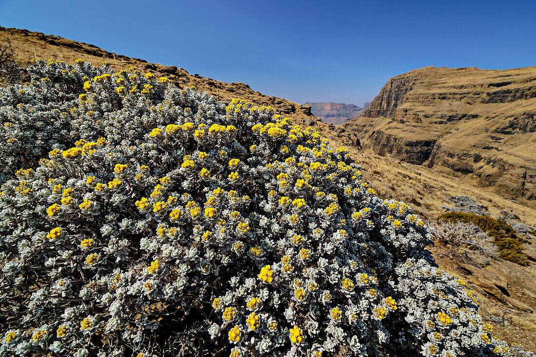 Gelb blühender Busch am Langalibalele Pass, Langalibalele Pass, Giant's Castle, Drakensberge, Kwa Zulu Natal, Maloti-Drakensberg, Südafrika