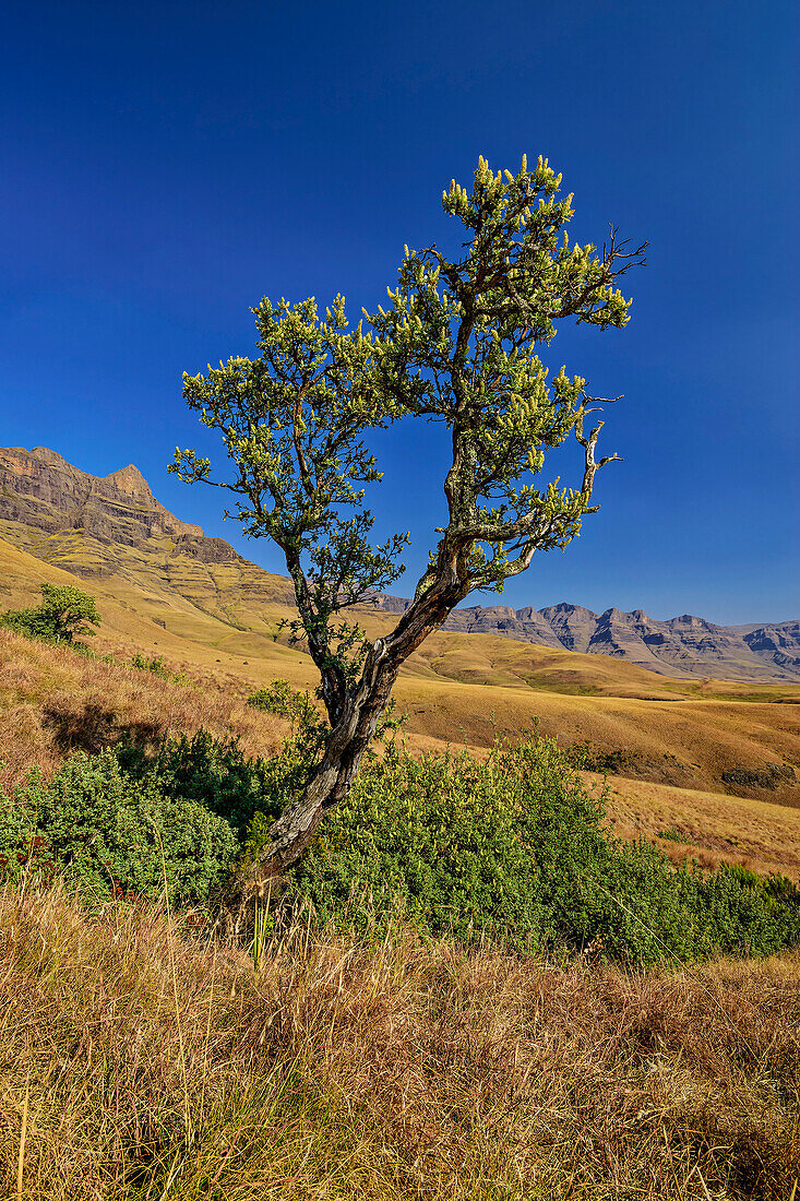 Einzelner Baum mit Drakensberge im Hintergrund, vom Contour-Path, Giant's Castle, Drakensberge, Kwa Zulu Natal,  Maloti-Drakensberg, Südafrika