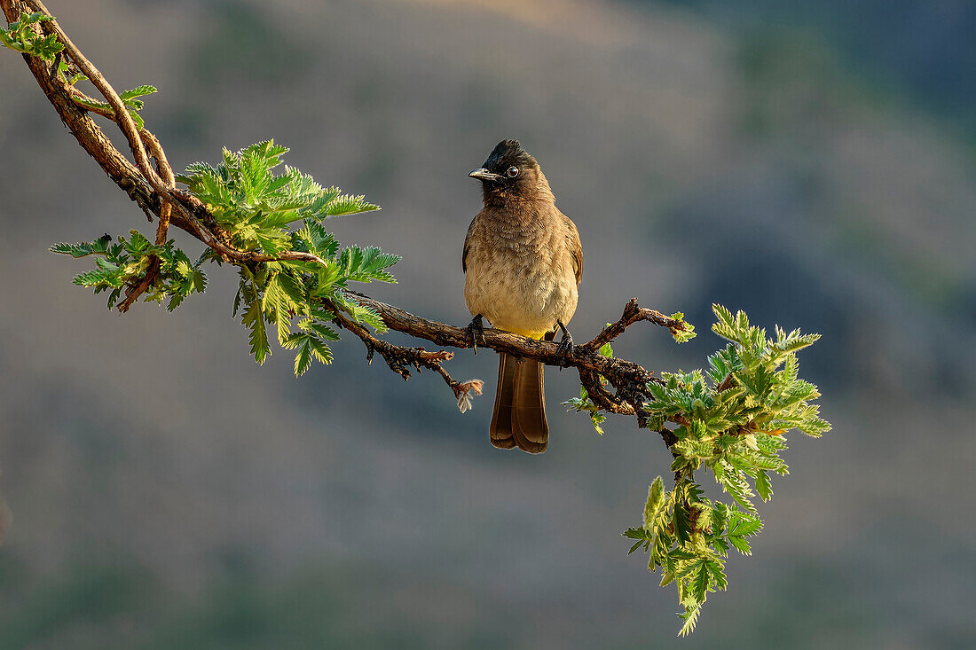 Gray Bulbul, Giant's Castle, Drakensberg Mountains, Kwa Zulu Natal, Maloti-Drakensberg World Heritage Site, South Africa