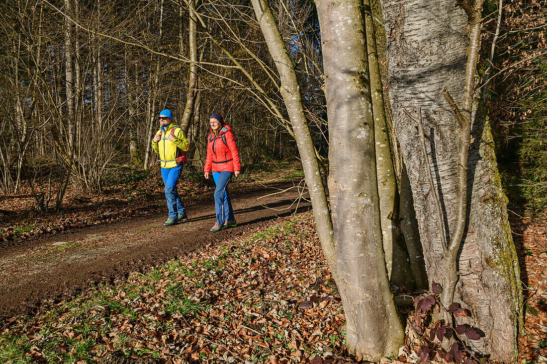 Mann und Frau wandern durch herbstlichen Wald, Holzkirchen, Geolehrpfad Holzkirchen, Oberbayern, Bayern, Deutschland