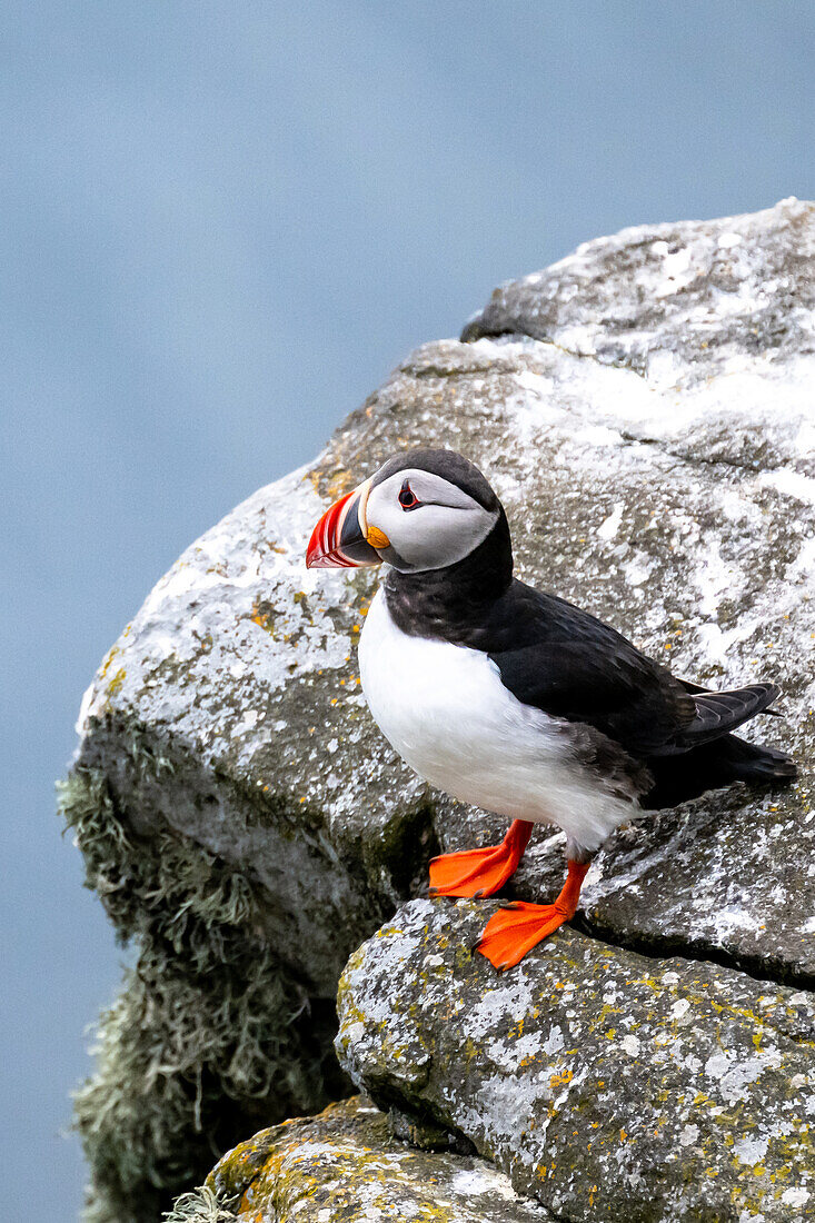 Portrait of Puffin standing on a rock, Puffin, Fratercula arctica, Runde bird island, Atlantic Ocean, Moere and Romsdal, Norway