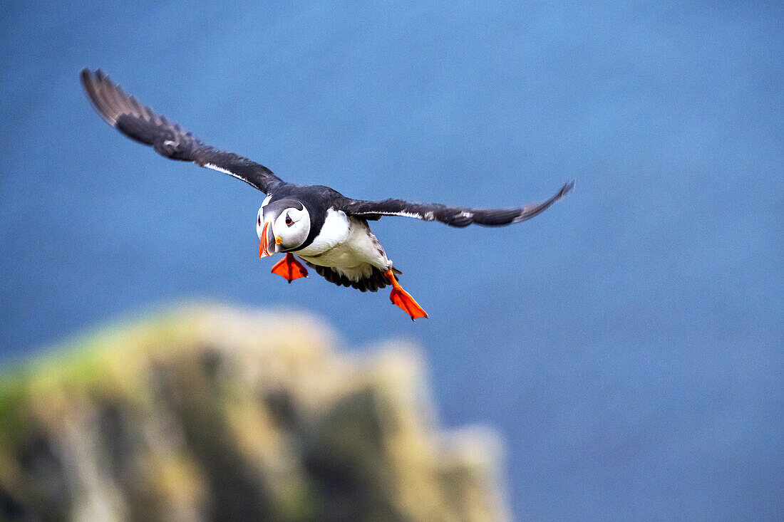 Papageientaucher im Anflug, Puffin (Fratercula arctica), Vogelinsel 'Runde', Atlantik, Provinz Moere og Romsdal, Vestlandet, Norwegen