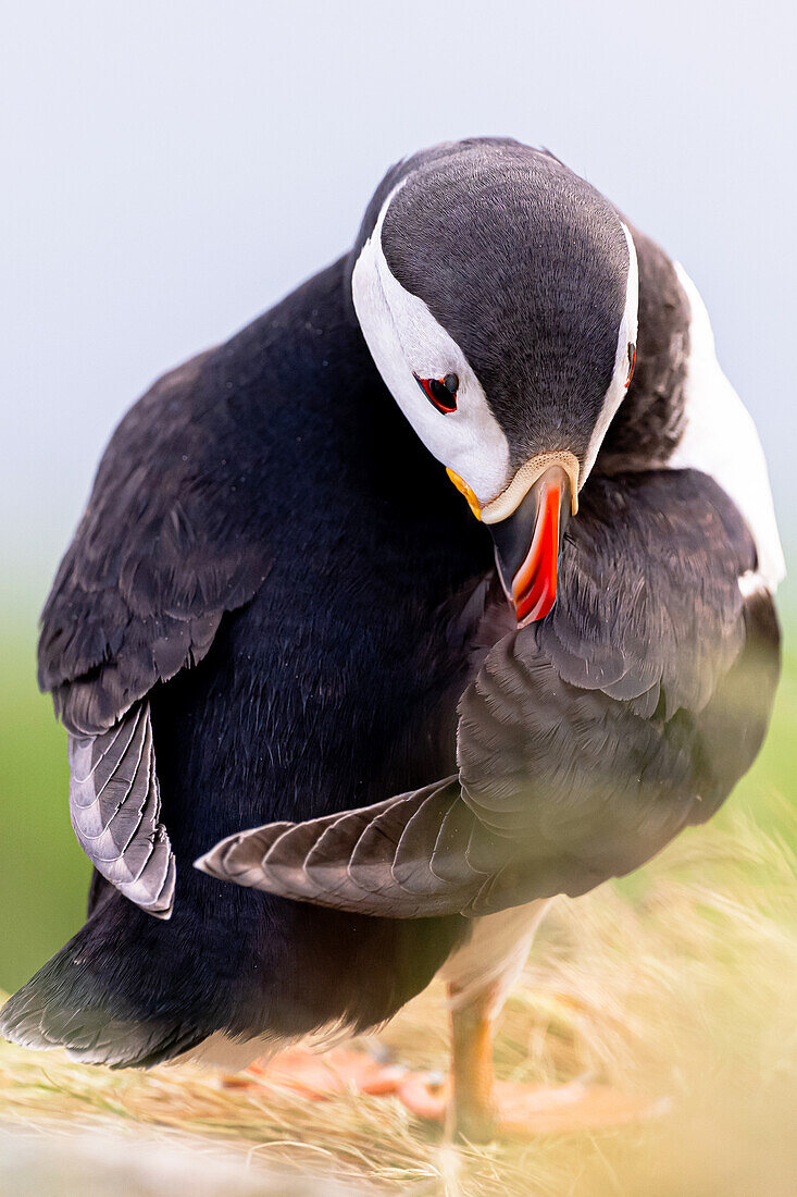 Portrait of a Puffin, head in plumage, Puffin, Fratercula arctica, Runde Bird Island, Atlantic Ocean, Moere and Romsdal, Norway