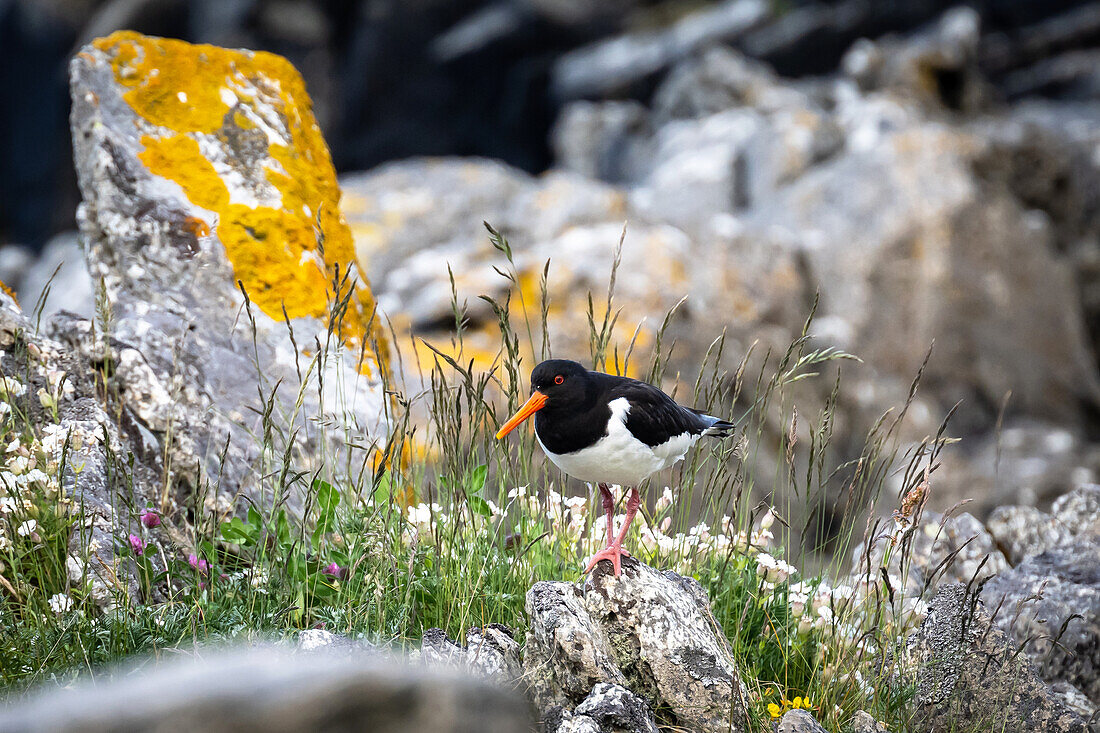 Austernfischer (Haematopus ostralegus) in natürlicher Umgebung auf der Vogelinsel 'Runde', Atlantik, Provinz Moere og Romsdal, Vestlandet, Norwegen