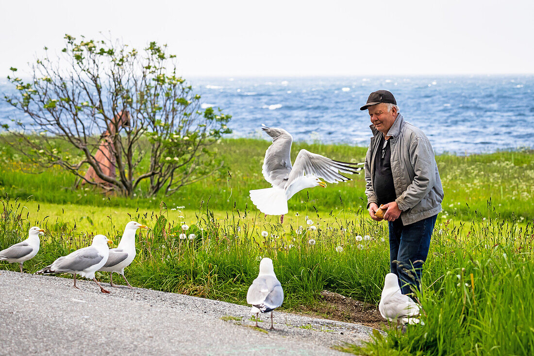 Alter Mann füttert Seemöwen am Atlantik, Norwegen