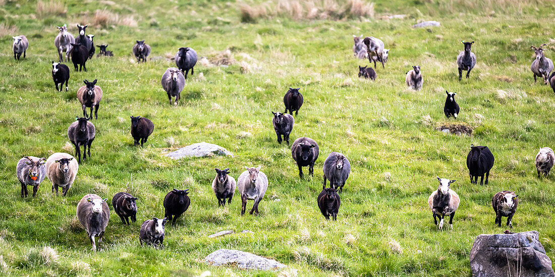 Schafherde auf der Vogelinsel 'Runde', Atlantik, Provinz Moere og Romsdal, Vestlandet, Norwegen